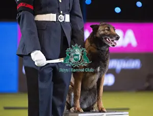 Crufts 2019 - Day Three, NEC, UK - 9 Mar 2019