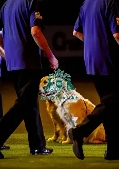 Crufts 2019 - Day Three, NEC, UK - 9 Mar 2019
