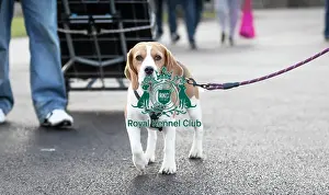 Crufts 2019 - Day Three, NEC, UK - 9 Mar 2019