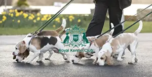 Crufts 2019 - Day Three, NEC, UK - 9 Mar 2019