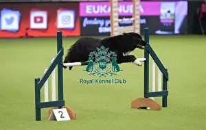 Crufts 2019 - Day Three, NEC, UK - 9 Mar 2019