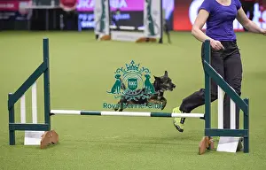 Crufts 2019 - Day Three, NEC, UK - 9 Mar 2019