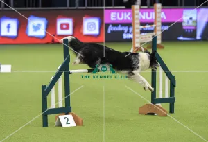 Crufts 2019 - Day Three, NEC, UK - 9 Mar 2019