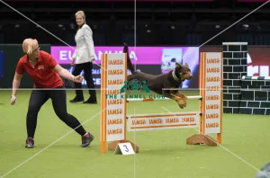Crufts 2019 - Day Three, NEC, UK - 9 Mar 2019