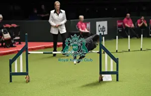Crufts 2019 - Day Three, NEC, UK - 9 Mar 2019