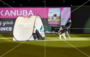 Crufts 2019 - Day Three, NEC, UK - 9 Mar 2019