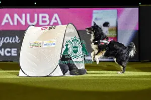 Crufts 2019 - Day Three, NEC, UK - 9 Mar 2019