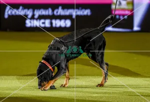 Crufts 2019 - Day Three, NEC, UK - 9 Mar 2019