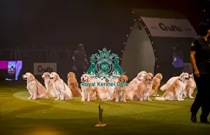 Crufts 2019 - Day Three, NEC, UK - 9 Mar 2019