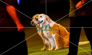 Crufts 2019 - Day Three, NEC, UK - 9 Mar 2019