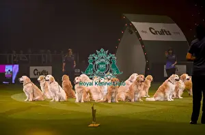 Crufts 2019 - Day Three, NEC, UK - 9 Mar 2019