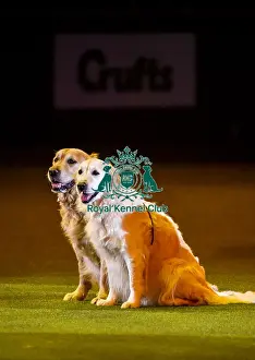 Crufts 2019 - Day Three, NEC, UK - 9 Mar 2019