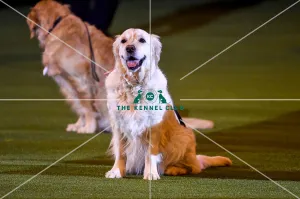 Crufts 2019 - Day Three, NEC, UK - 9 Mar 2019