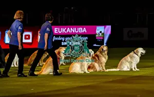 Crufts 2019 - Day Three, NEC, UK - 9 Mar 2019