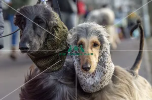 Crufts 2019 - Day Three, NEC, UK - 9 Mar 2019