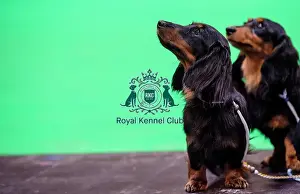 Crufts 2019 - Day Three, NEC, UK - 9 Mar 2019