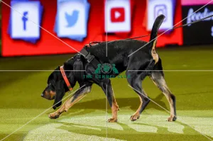 Crufts 2019 - Day Three, NEC, UK - 9 Mar 2019