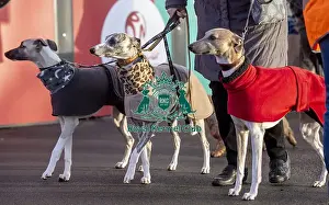 Crufts 2019 - Day Three, NEC, UK - 9 Mar 2019