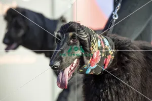 Crufts 2019 - Day Three, NEC, UK - 9 Mar 2019