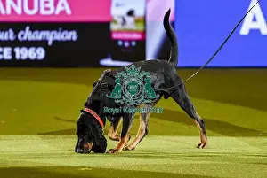 Crufts 2019 - Day Three, NEC, UK - 9 Mar 2019
