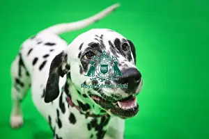 Crufts 2019 - Day Three, NEC, UK - 9 Mar 2019