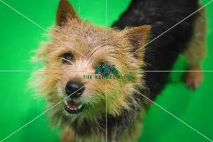Crufts 2019 - Day Three, NEC, UK - 9 Mar 2019