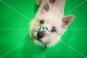Crufts 2019 - Day Three, NEC, UK - 9 Mar 2019