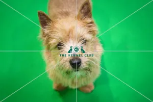 Crufts 2019 - Day Three, NEC, UK - 9 Mar 2019