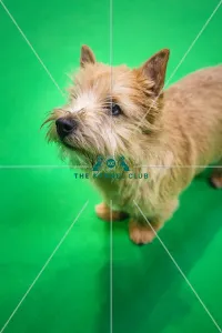 Crufts 2019 - Day Three, NEC, UK - 9 Mar 2019