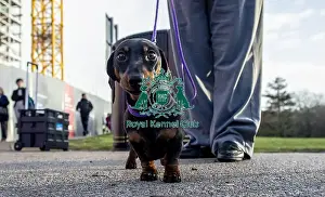 Crufts 2019 - Day Three, NEC, UK - 9 Mar 2019