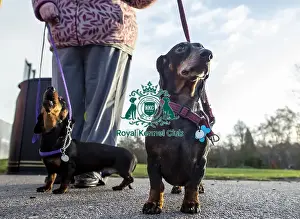Crufts 2019 - Day Three, NEC, UK - 9 Mar 2019