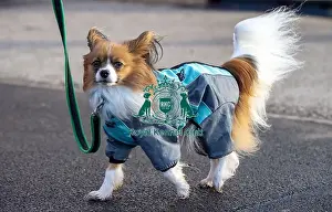 Crufts 2019 - Day Three, NEC, UK - 9 Mar 2019
