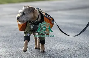 Crufts 2019 - Day Three, NEC, UK - 9 Mar 2019