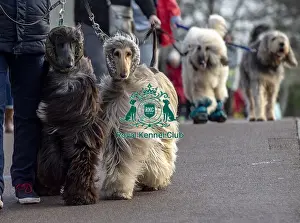 Crufts 2019 - Day Three, NEC, UK - 9 Mar 2019