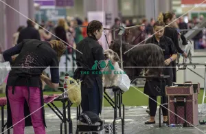 Crufts 2019 - Day Two, NEC, UK - 8 Mar 2019