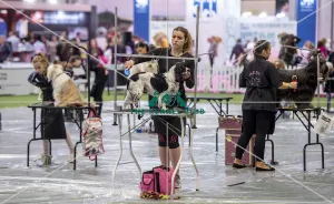 Crufts 2019 - Day Two, NEC, UK - 8 Mar 2019