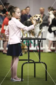Crufts 2019 - Day Two, NEC, UK - 8 Mar 2019