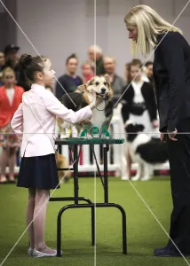 Crufts 2019 - Day Two, NEC, UK - 8 Mar 2019