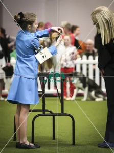 Crufts 2019 - Day Two, NEC, UK - 8 Mar 2019