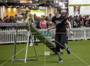 Crufts 2019 - Day Two, NEC, UK - 8 Mar 2019