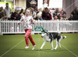 Crufts 2019 - Day Two, NEC, UK - 8 Mar 2019