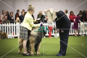 Crufts 2019 - Day Two, NEC, UK - 8 Mar 2019