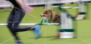 Crufts 2019 - Day Two, NEC, UK - 8 Mar 2019