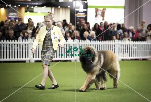 Crufts 2019 - Day Two, NEC, UK - 8 Mar 2019