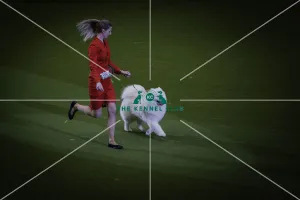 Crufts 2019 - Day Two, NEC, UK - 8 Mar 2019