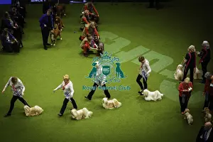 Breeders Competition Prints: Crufts 2019 - Day Two, NEC, UK - 8 Mar 2019