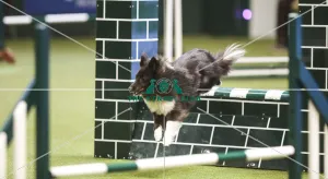 Kennel Club general shot