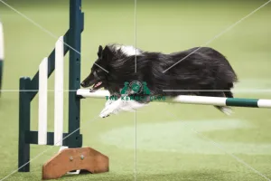 Kennel Club general shot
