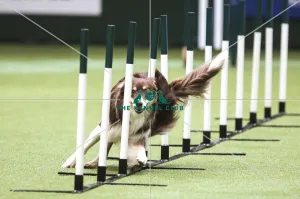 Kennel Club general shot