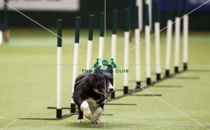 Kennel Club general shot